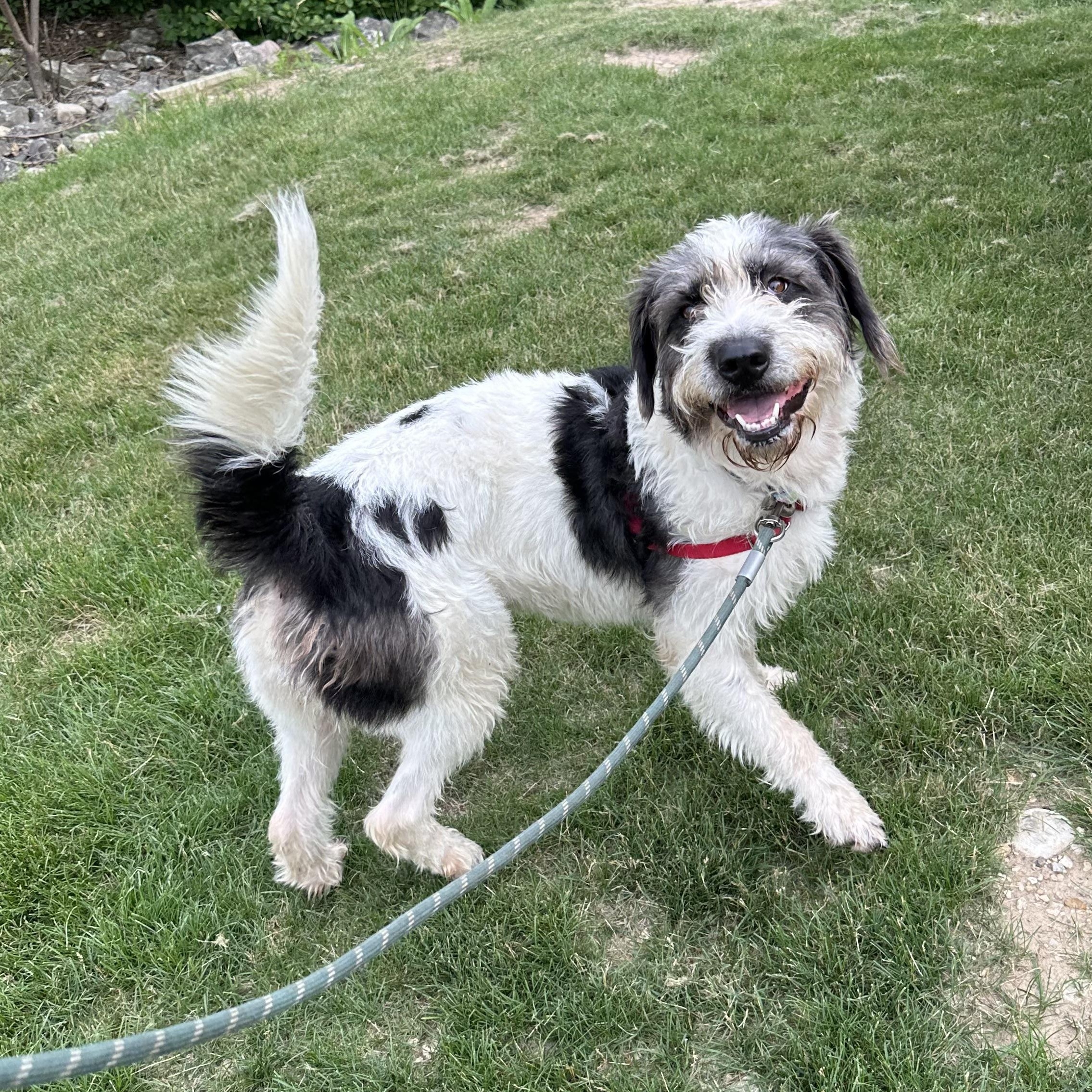 Enlarge Petra, an adopted Sheepadoodle in Hartland, WI image 3/6