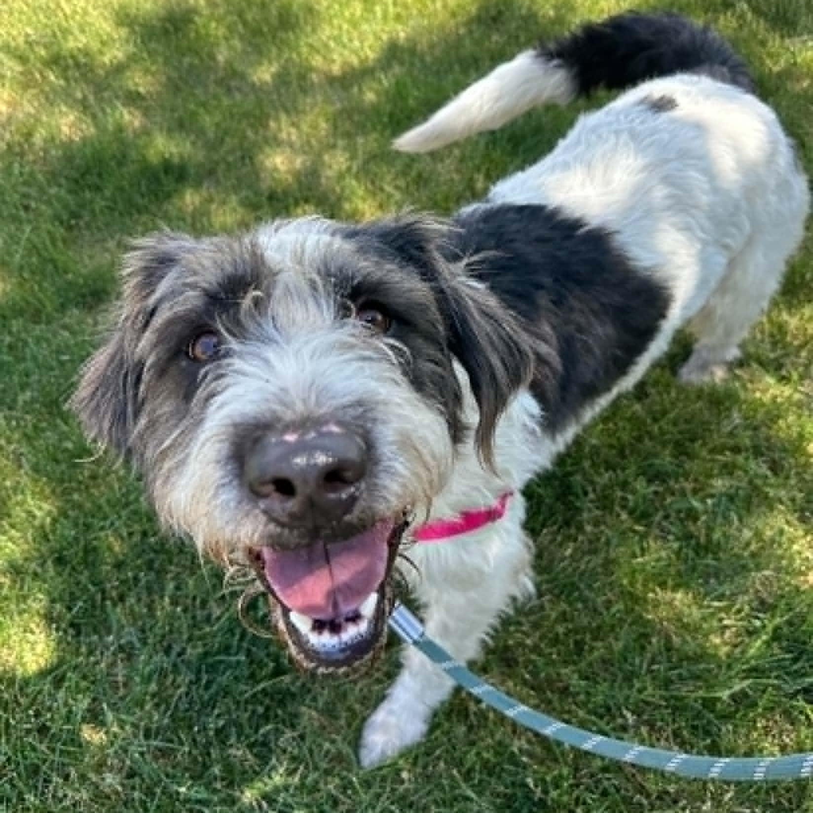 Enlarge Petra, an adopted Sheepadoodle in Hartland, WI image 4/6