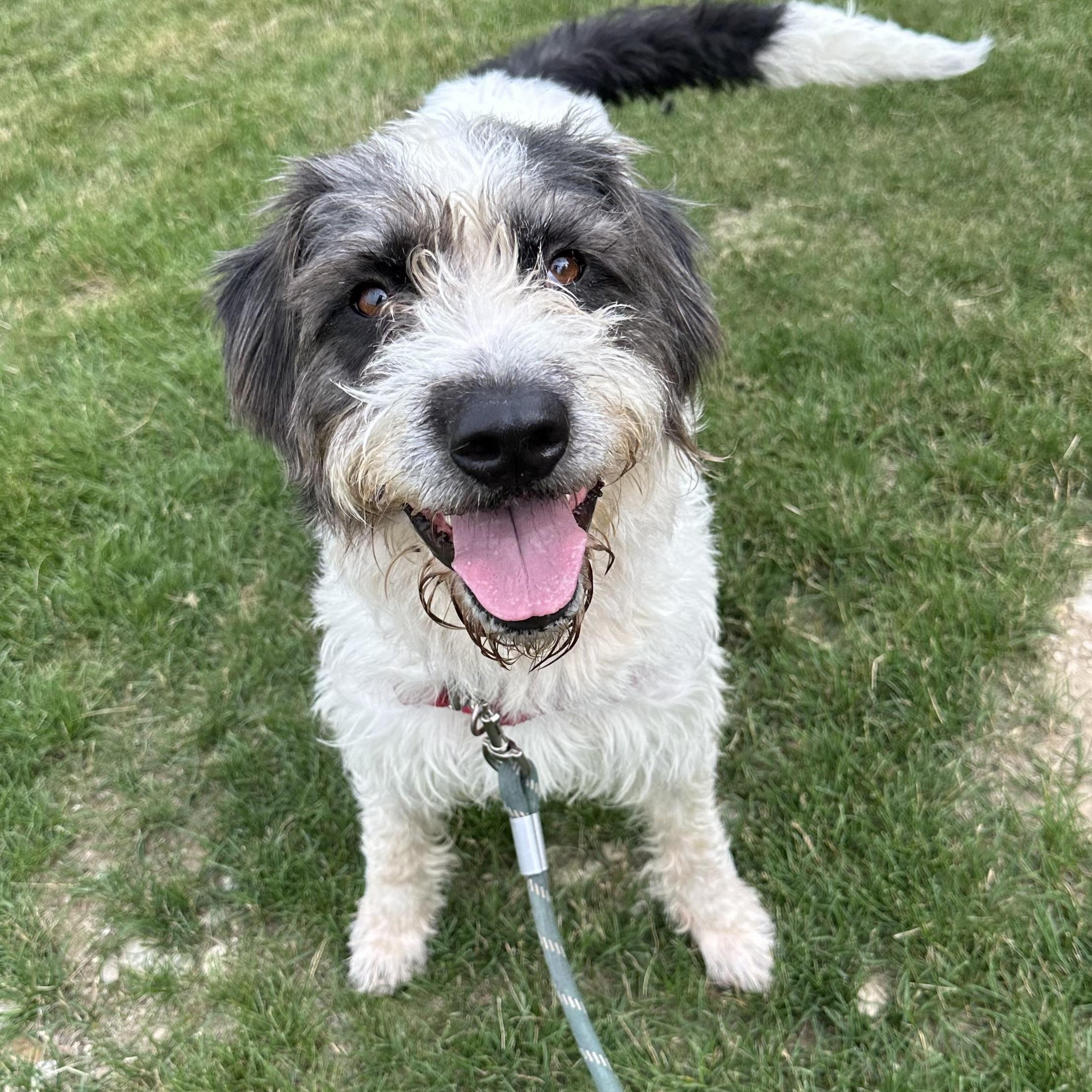 Enlarge Petra, an adopted Sheepadoodle in Hartland, WI image 1/6