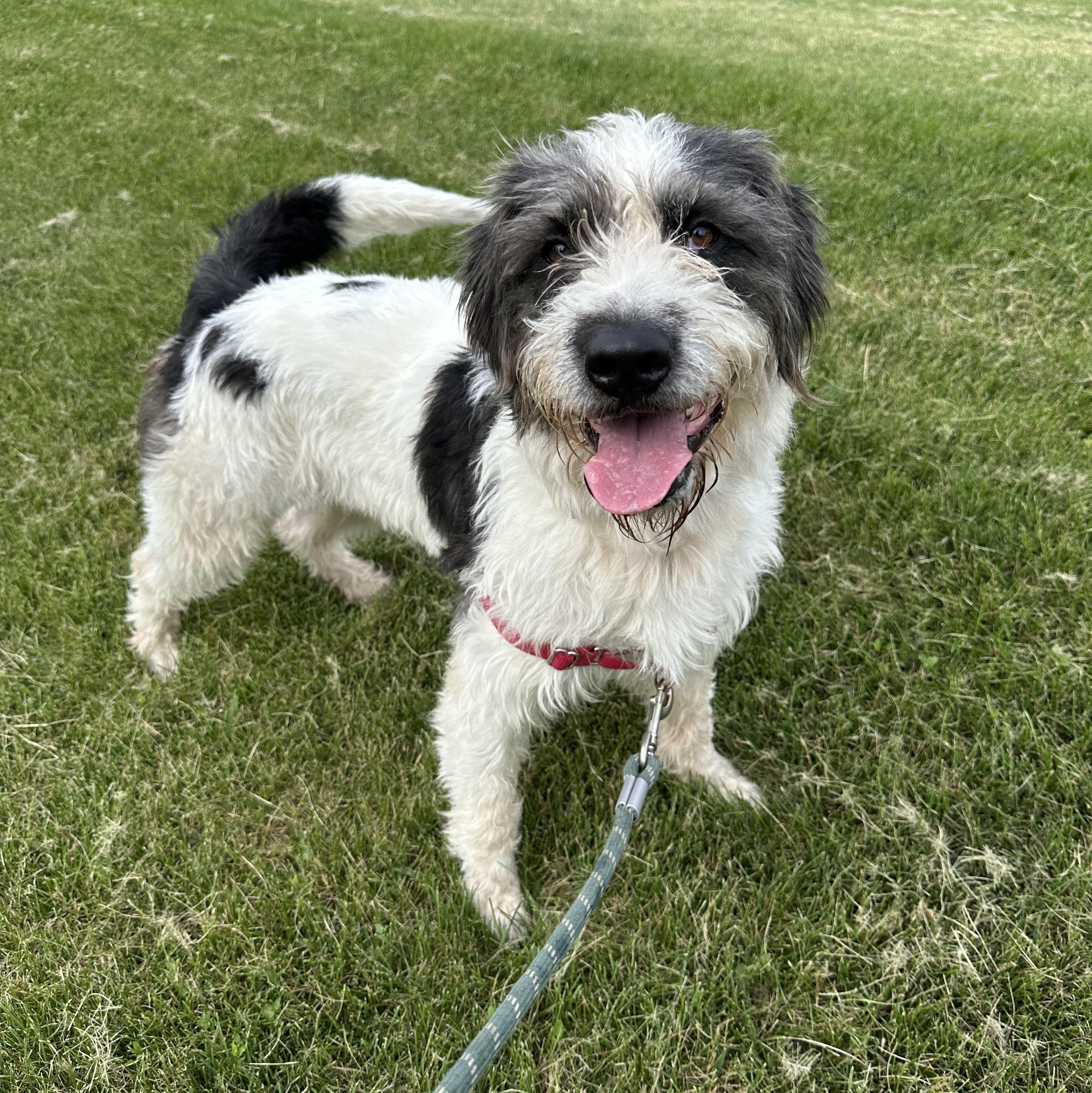 Enlarge Petra, an adopted Sheepadoodle in Hartland, WI image 2/6