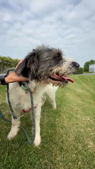 Enlarge Petra, an adopted Sheepadoodle in Hartland, WI video 5/6