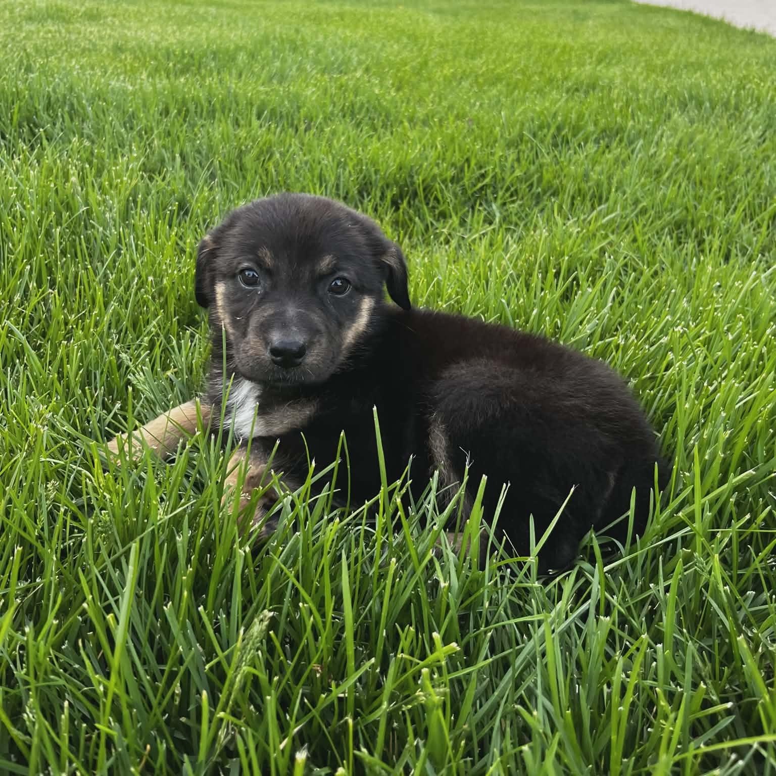 Enlarge Angie, a Adoptable mixed breed in McHenry, IL image 2/3