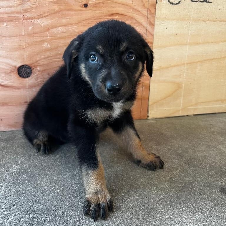 Enlarge Angie, a Adoptable mixed breed in McHenry, IL image 3/3