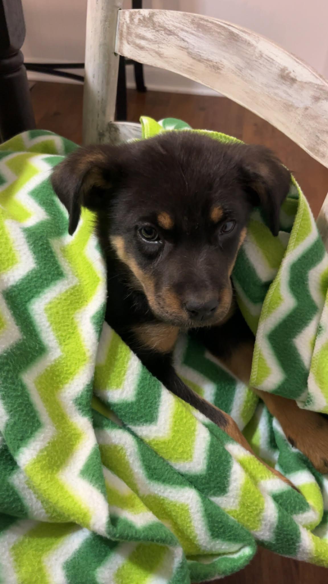 Enlarge Angie, a Adoptable mixed breed in McHenry, IL image 1/3