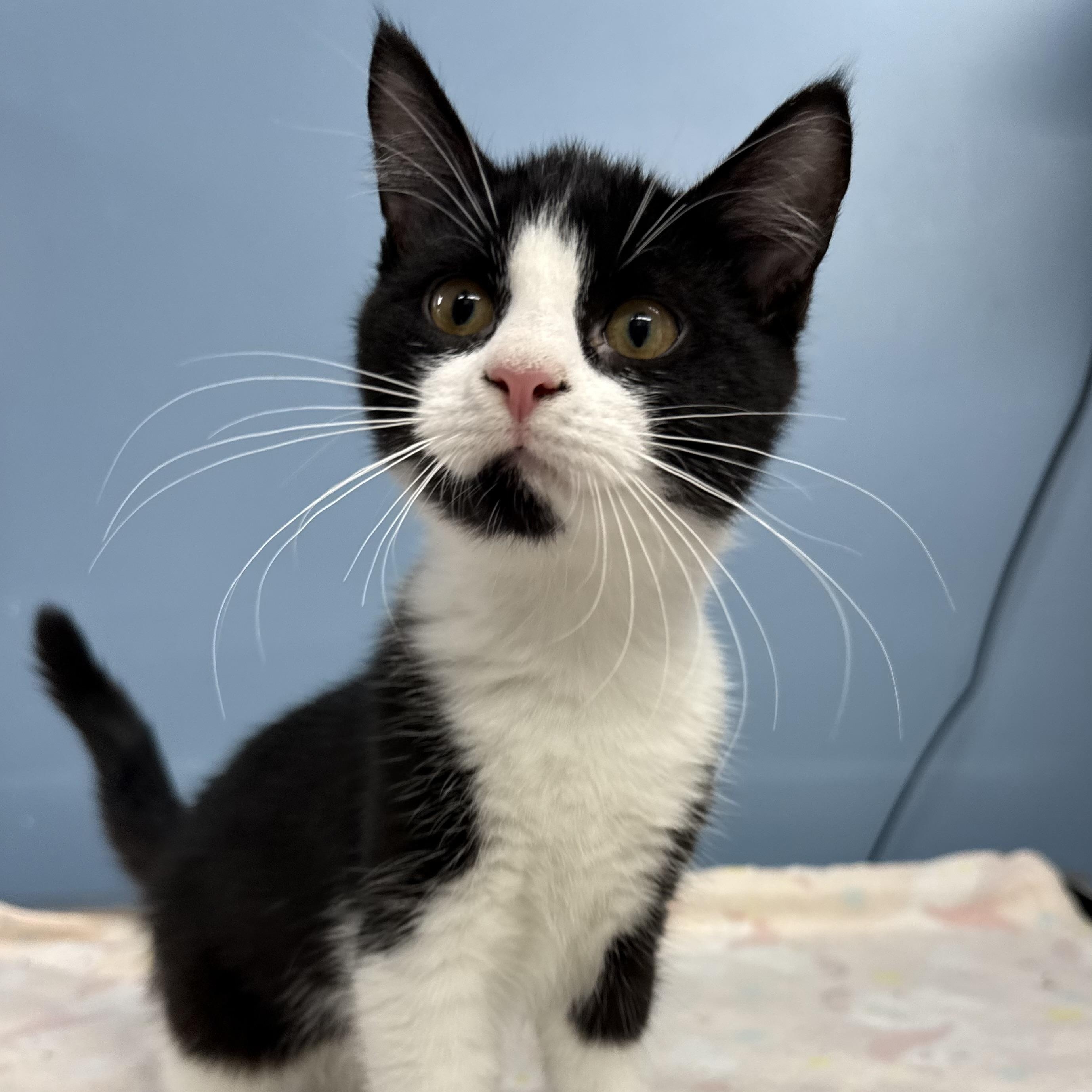 Loretta, Adoptable, Kitten Female Domestic Short Hair.