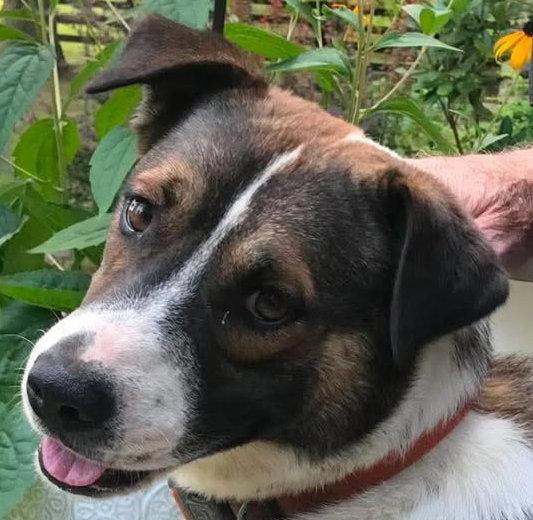 Buddy - *COURTESY LISTING*, Adoptable, Young Male German Shepherd Dog & Collie.
