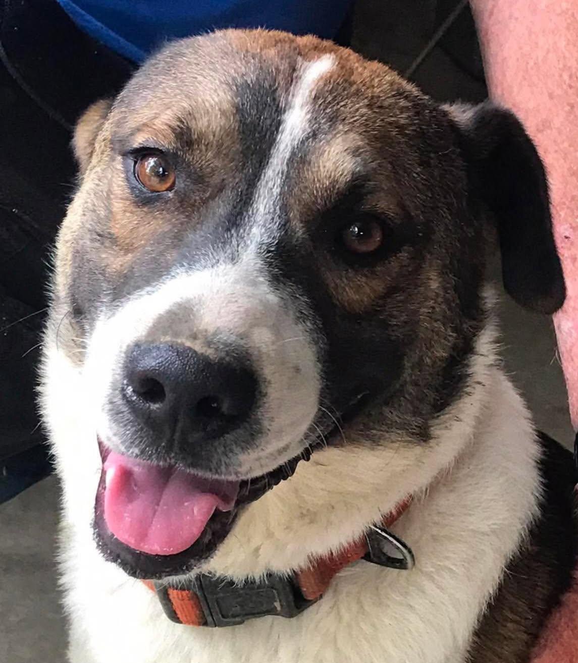 Buddy - *COURTESY LISTING*, a Adoptable mixed breed in Cookeville, TN image 2/3