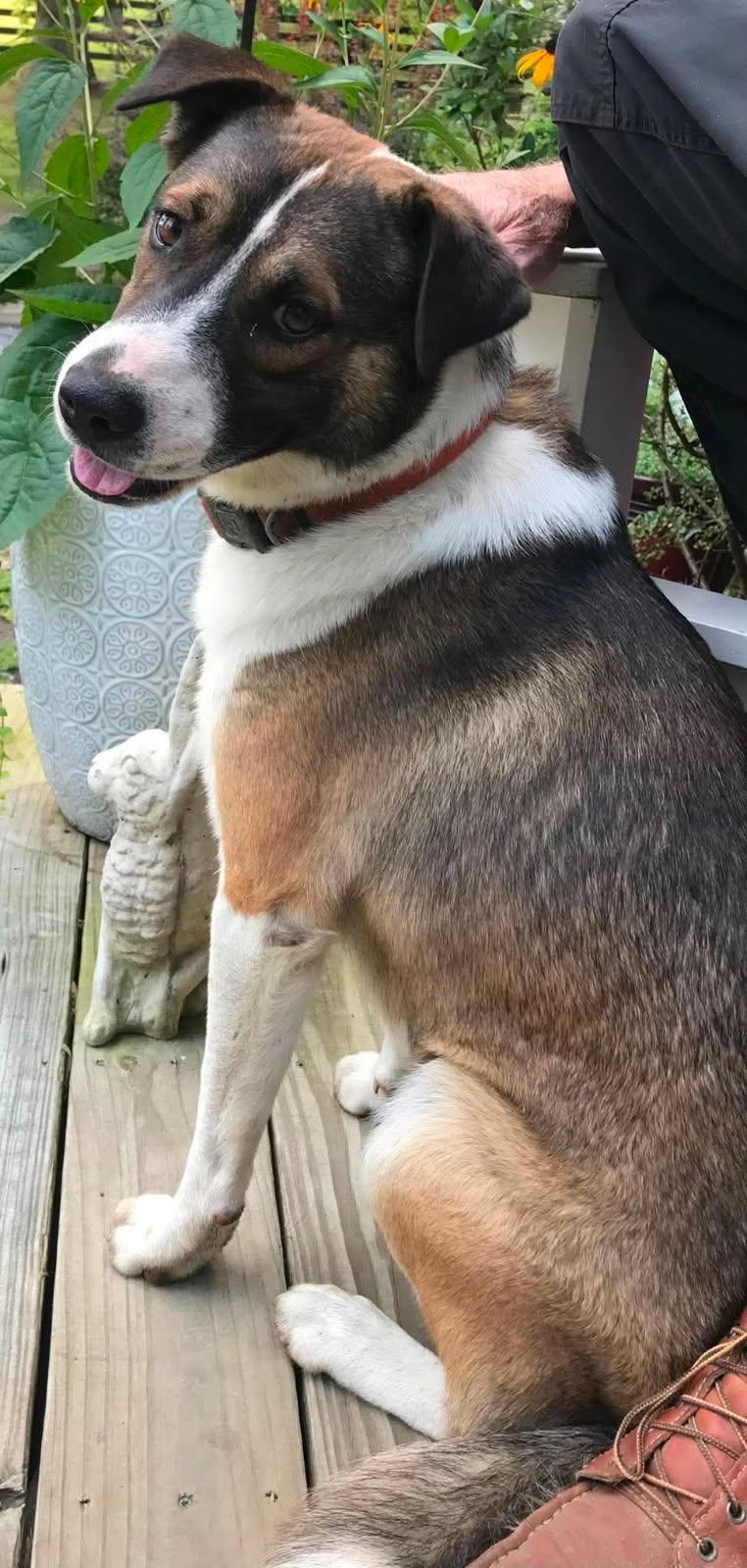 Buddy - *COURTESY LISTING*, a Adoptable mixed breed in Cookeville, TN image 3/3
