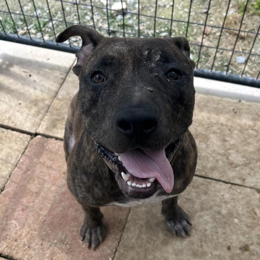 Enlarge Tank, a Adoptable Mixed Breed in QUINCY, FL image 1/3