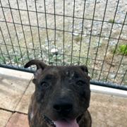 Enlarge Tank, a Adoptable Mixed Breed in QUINCY, FL image 2/3