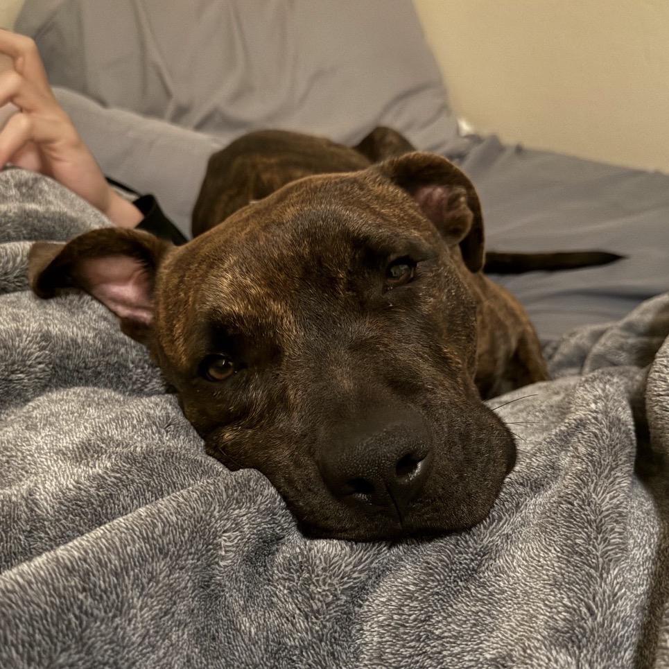 Enlarge Tank, a Adoptable Mixed Breed in QUINCY, FL image 2/3
