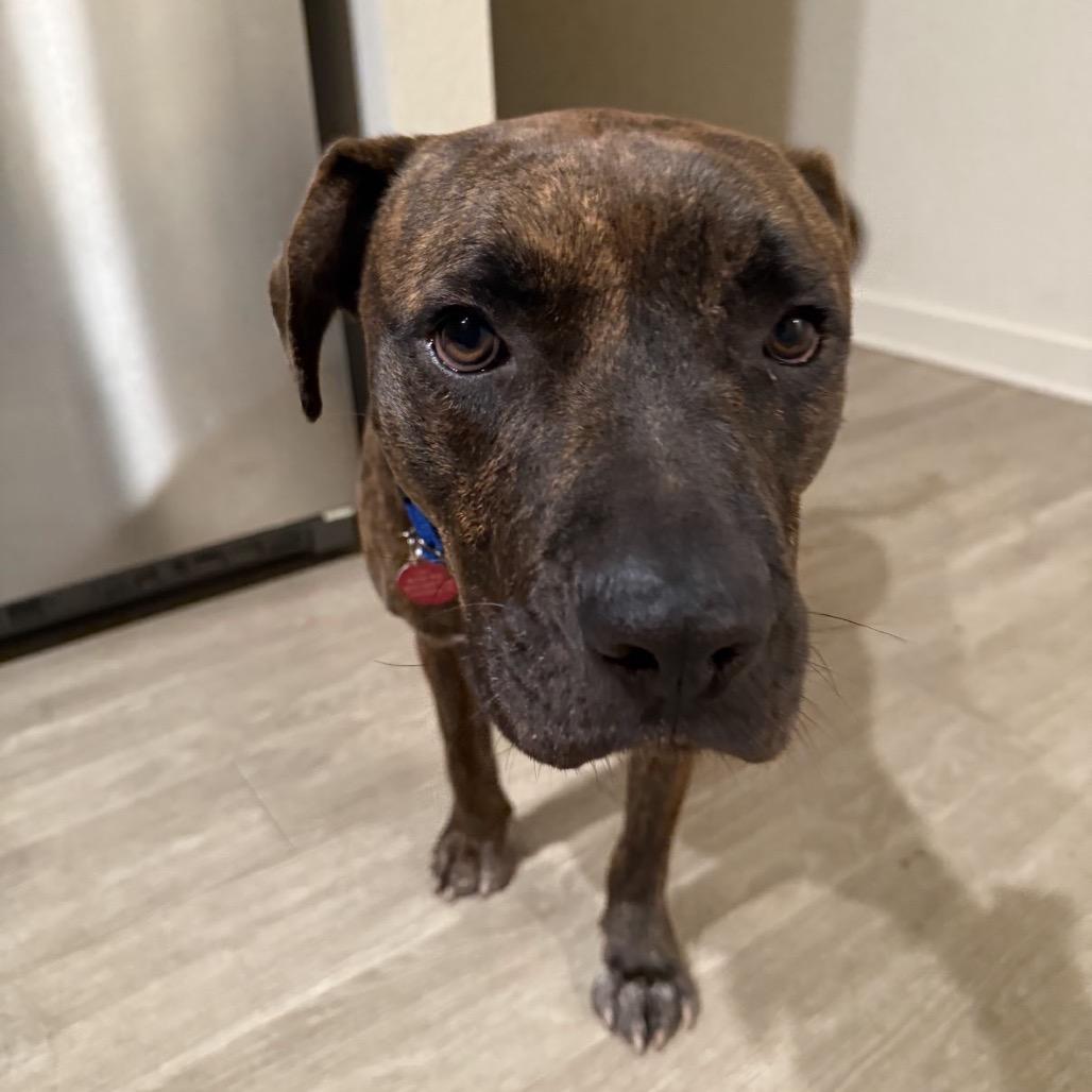 Enlarge Tank, a Adoptable Mixed Breed in QUINCY, FL image 3/3