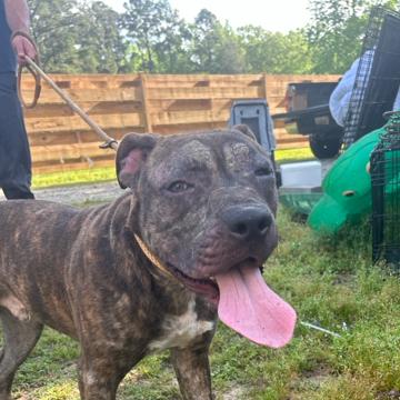 Enlarge Tank, a Adoptable Mixed Breed in QUINCY, FL image 3/3