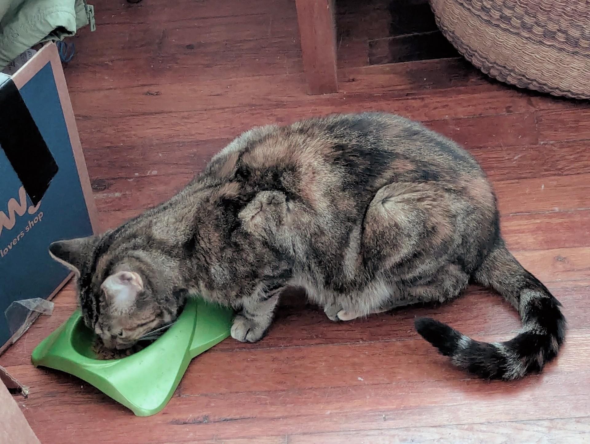 Mabeline - Marbled Tabby, a ADOPTABLE Tabby in Independence, OH image 2/2