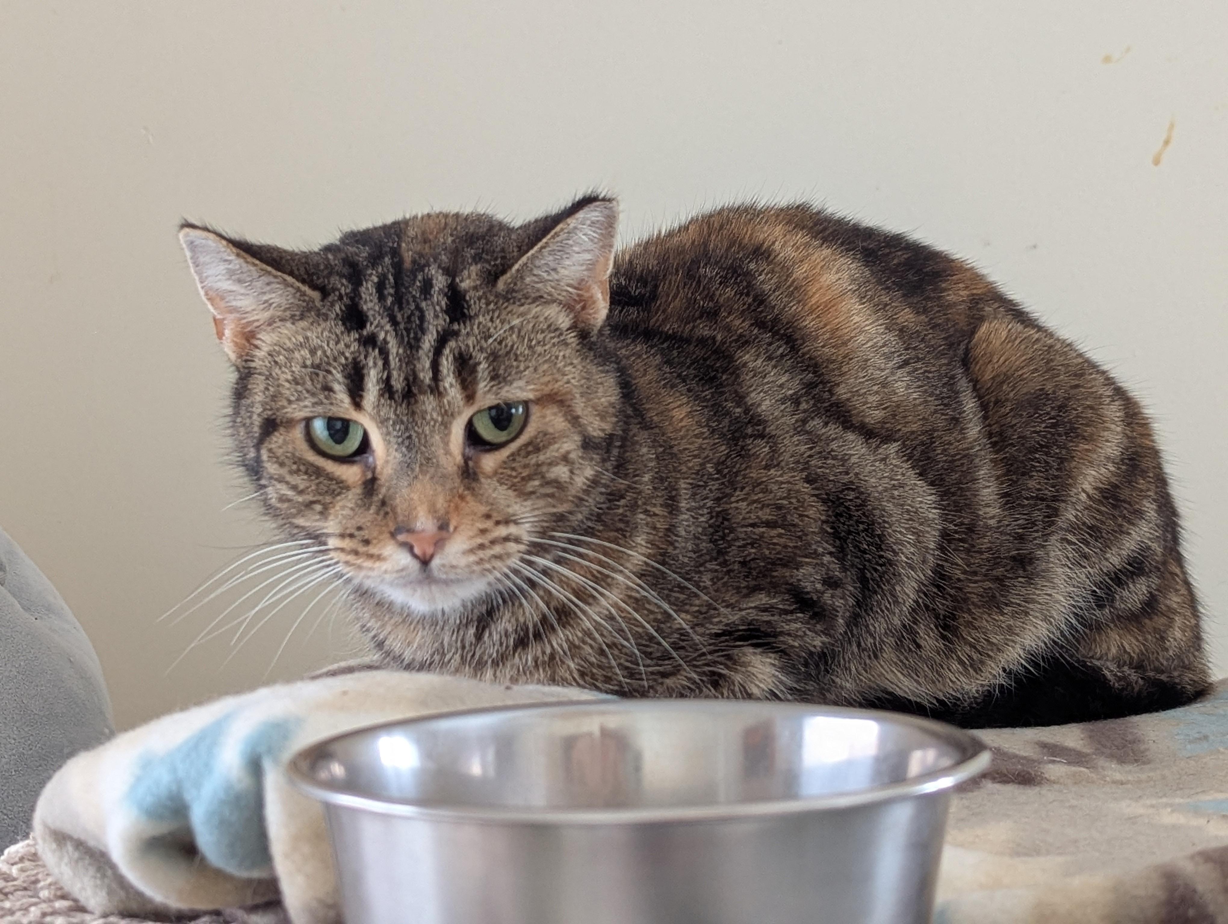 Mabeline - needs TLC, a ADOPTABLE Tabby in Independence, OH image 4/4