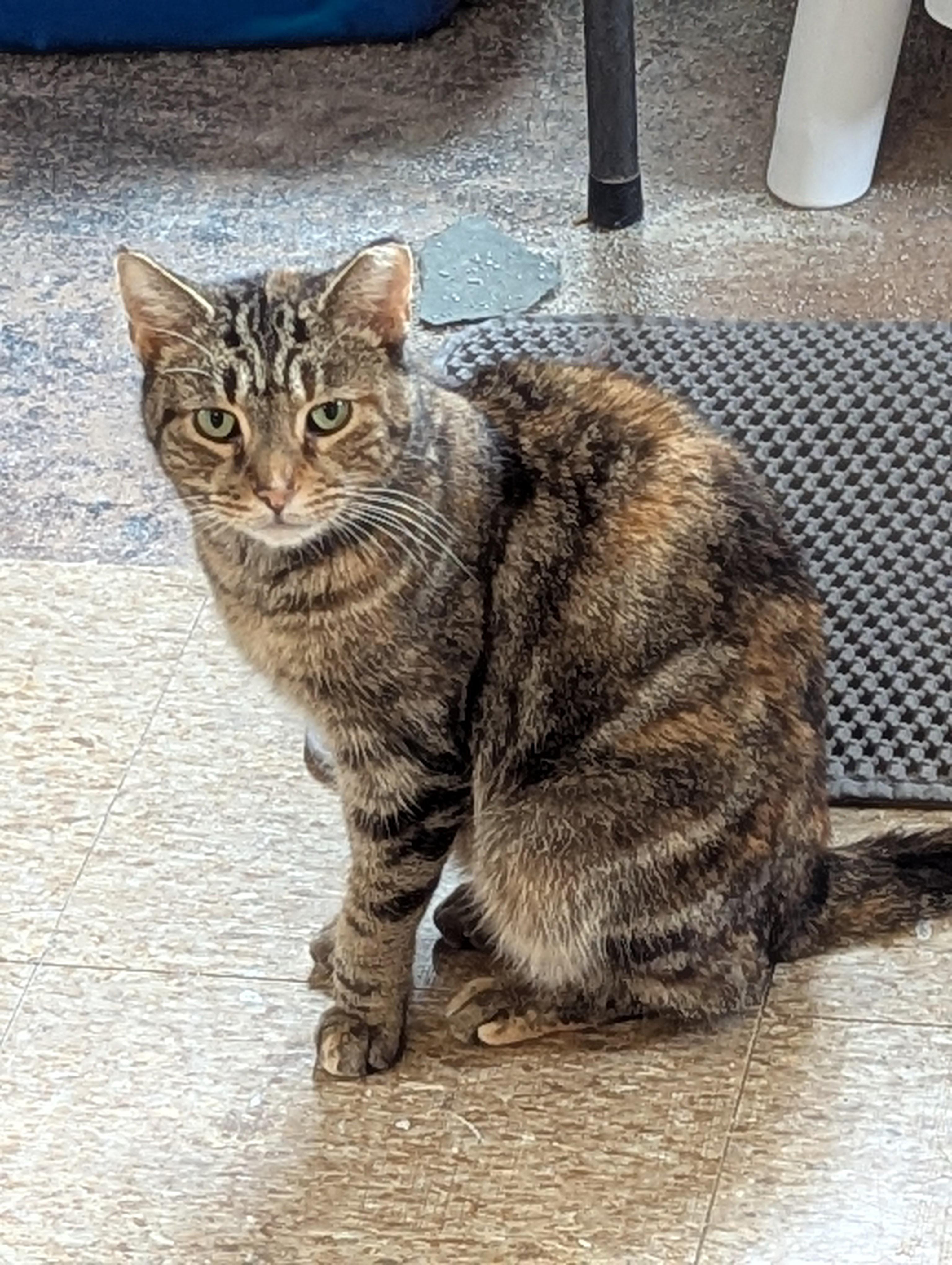 Mabeline - Marbled Tabby, ADOPTABLE, Young Female Tabby.