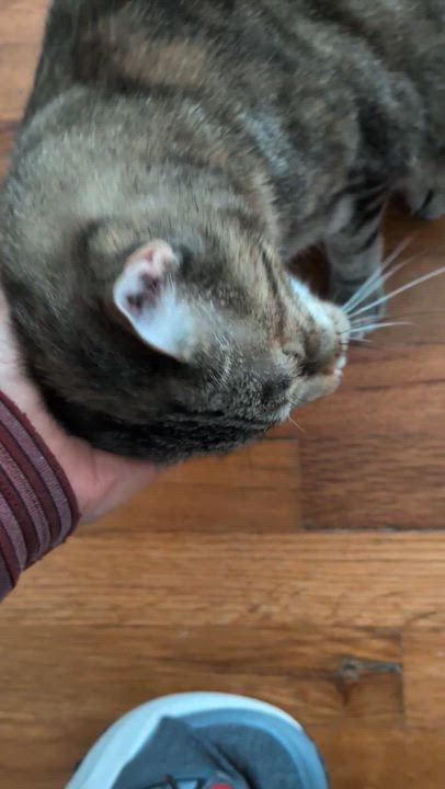 Enlarge Mabeline - needs TLC, a ADOPTABLE Tabby in Independence, OH video 3/4