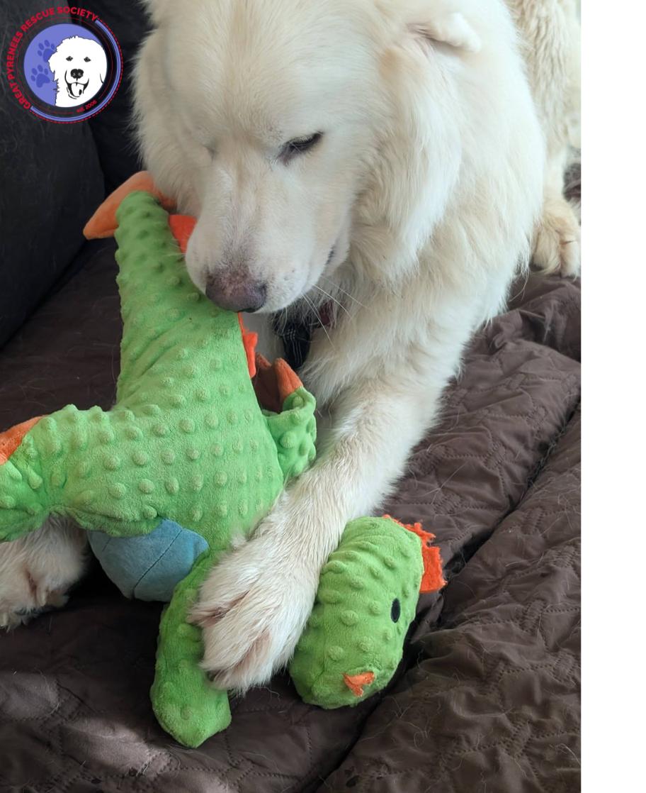 Ted, an adopted Great Pyrenees in Spring, TX image 3/5