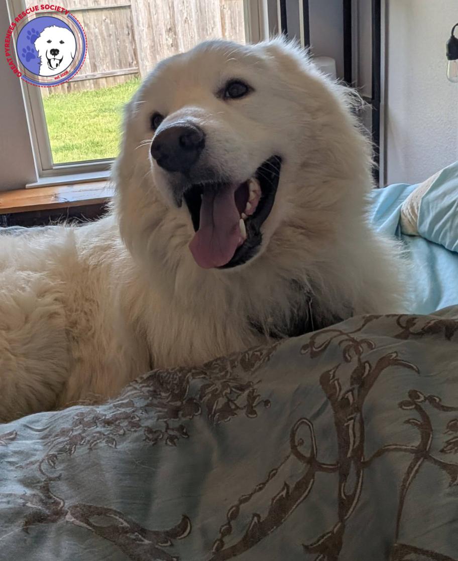 Ted, an adopted Great Pyrenees in Spring, TX image 4/5