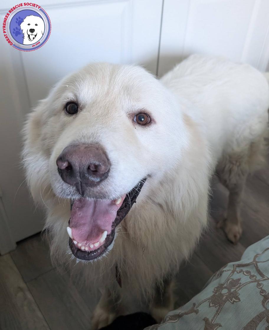 Ted, an adopted Great Pyrenees in Spring, TX image 1/5