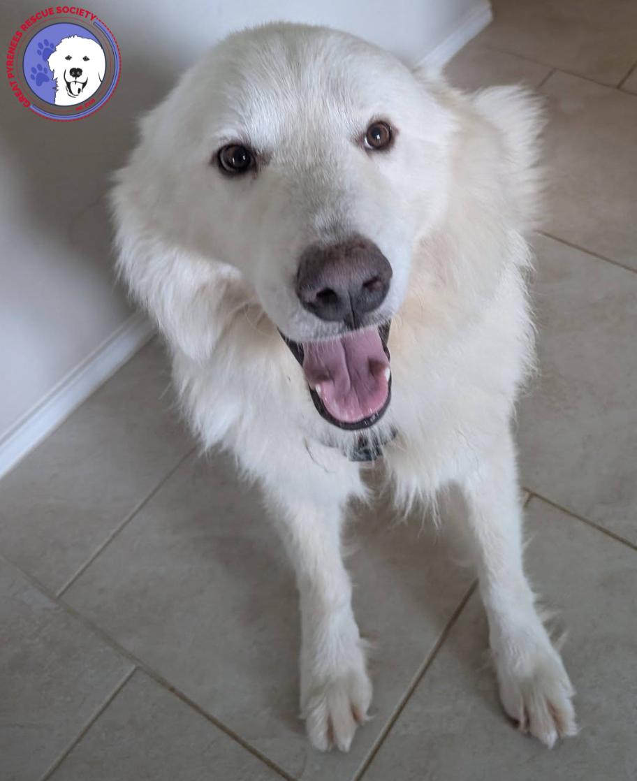 Ted, an adopted Great Pyrenees in Spring, TX image 5/5