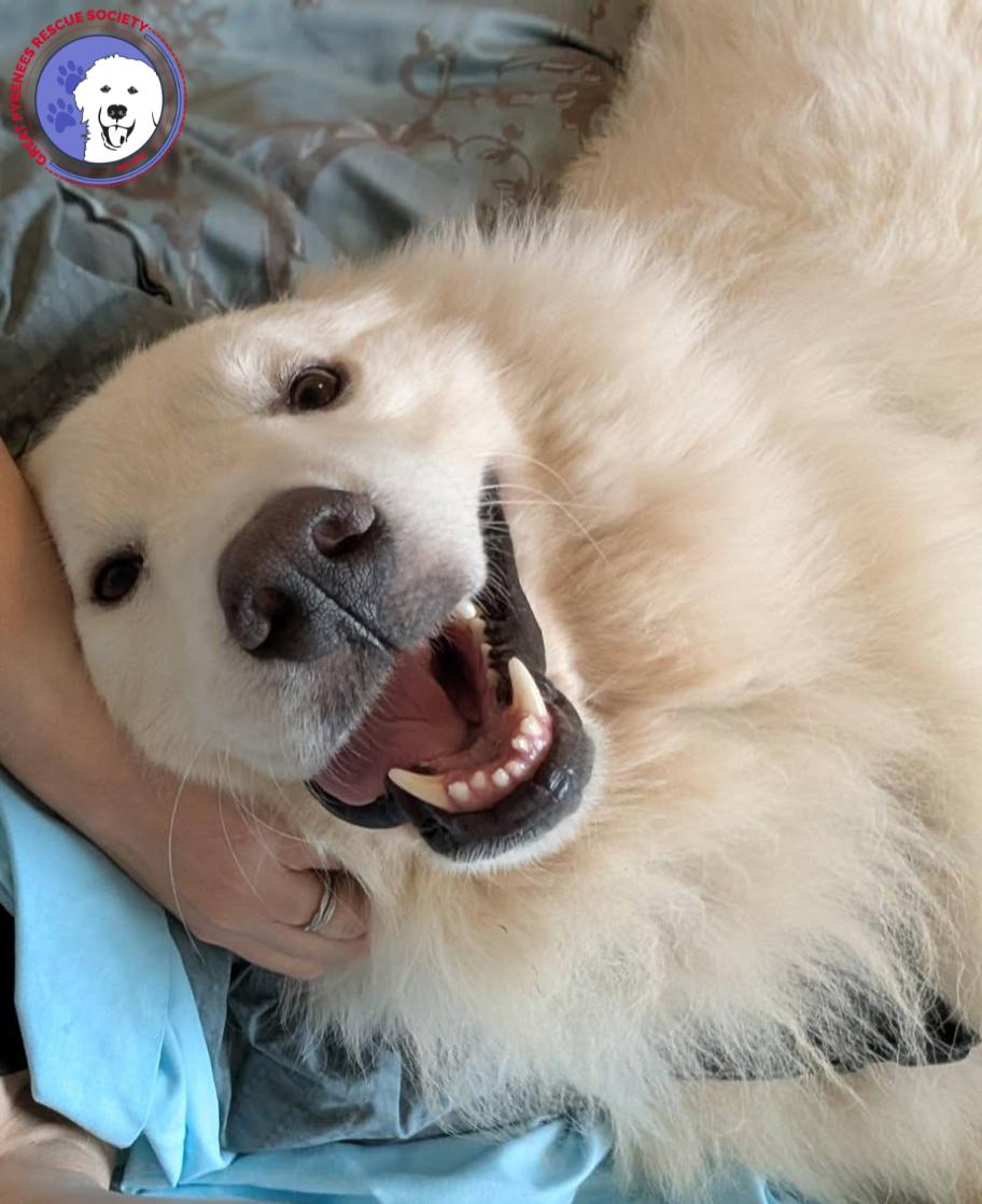 Ted, an adopted Great Pyrenees in Spring, TX image 2/5