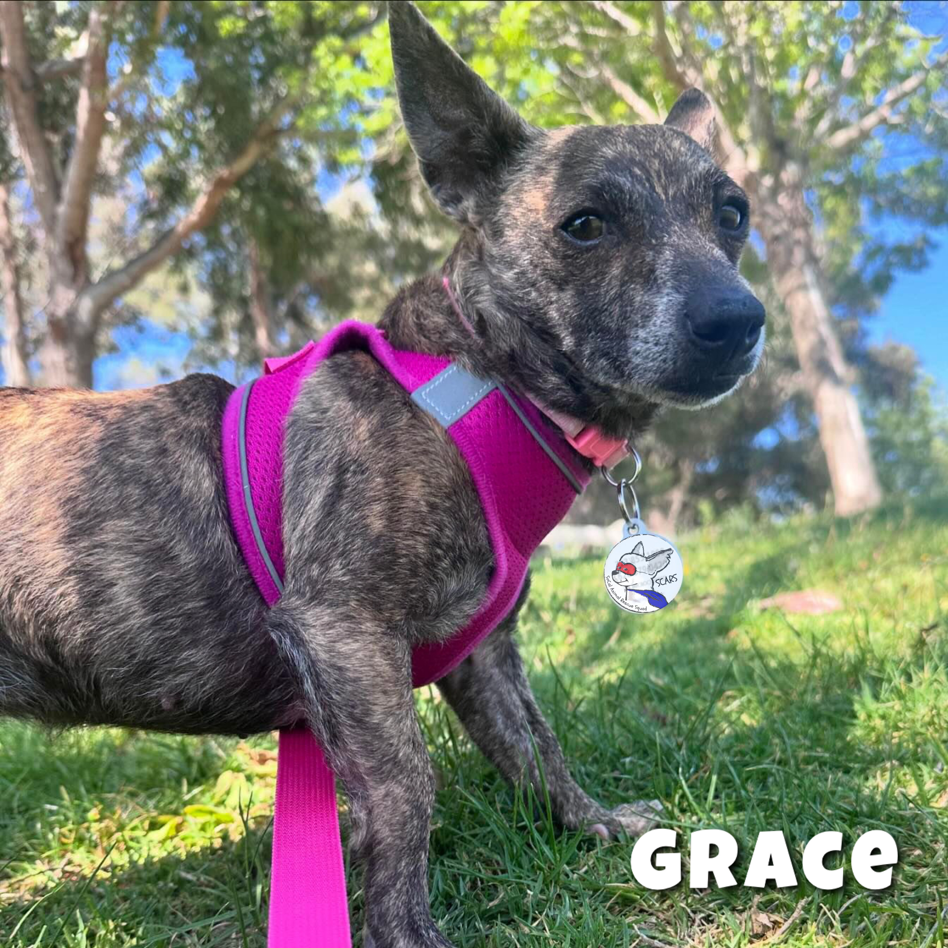 Enlarge GRACE, a Adoptable mixed breed in Glendora, CA image 2/6