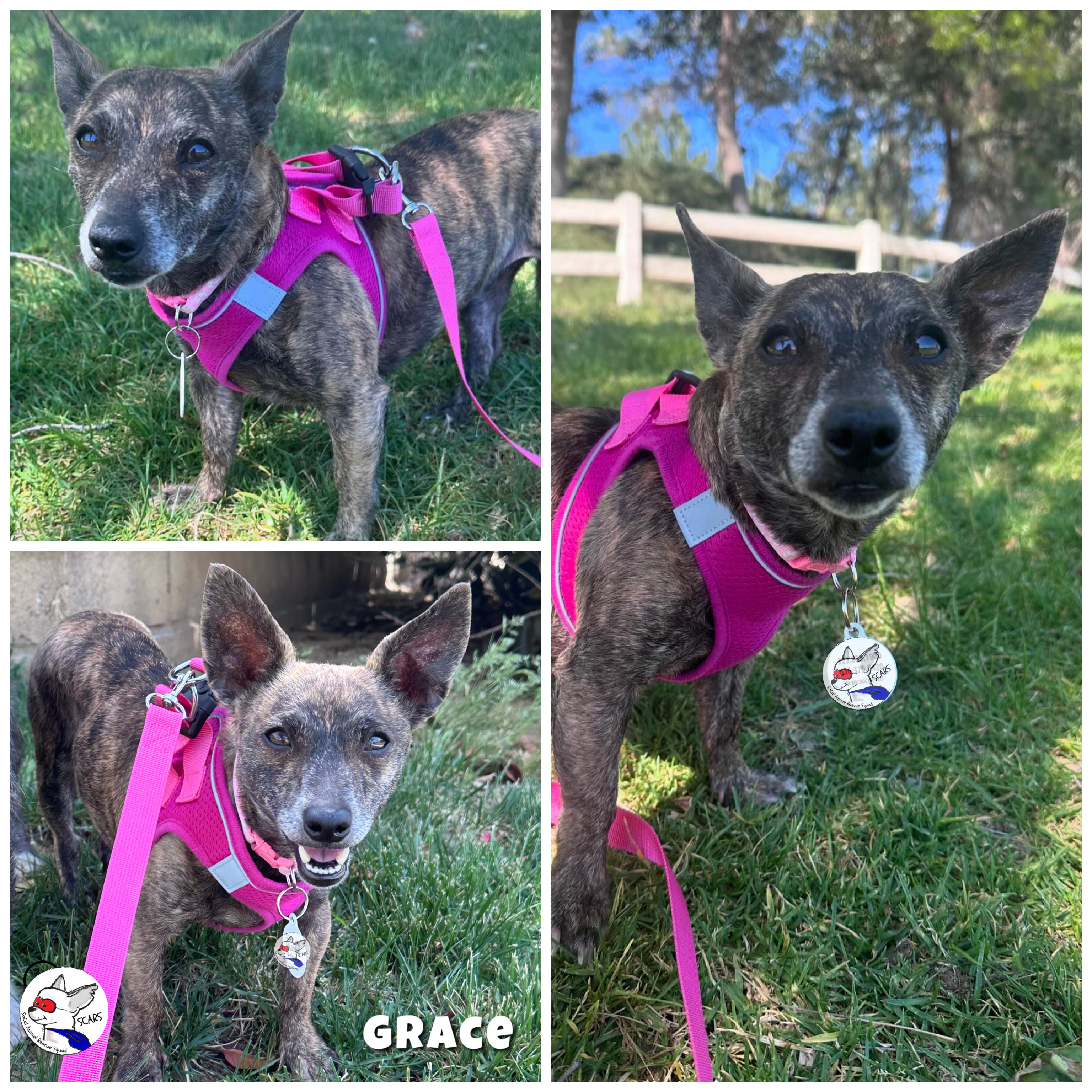 Enlarge GRACE, a Adoptable mixed breed in Glendora, CA image 3/6