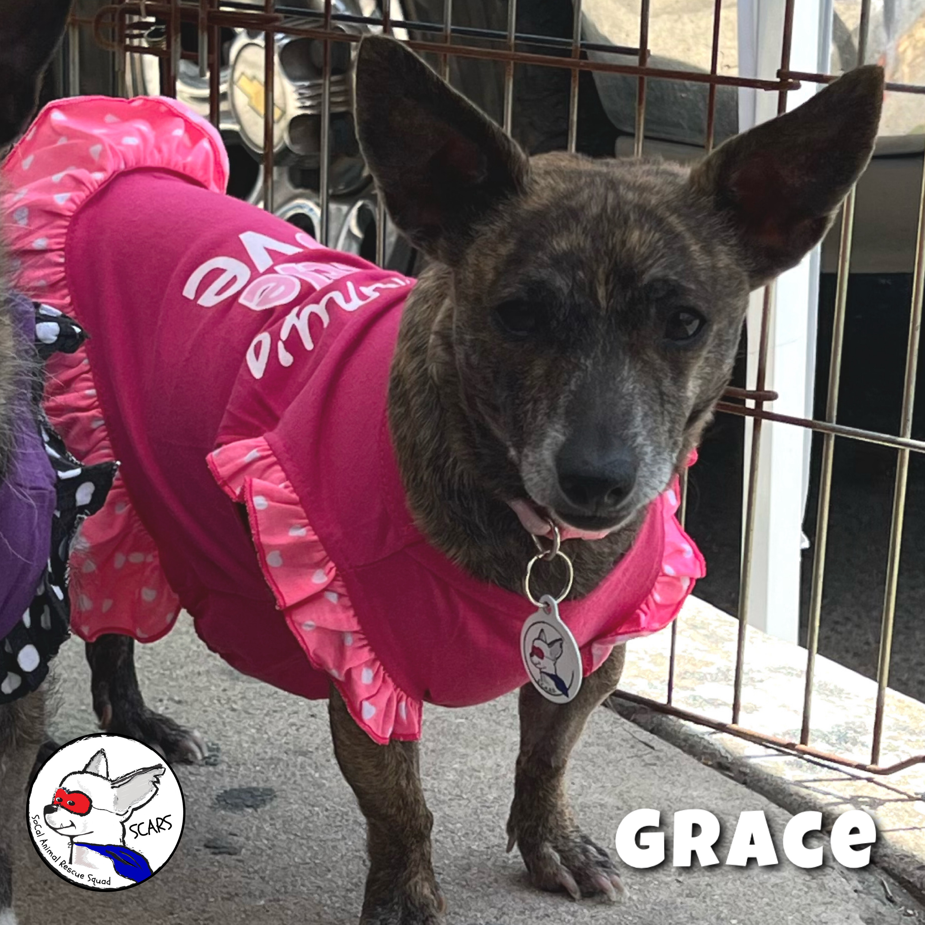 Enlarge GRACE, a Adoptable mixed breed in Glendora, CA image 5/6