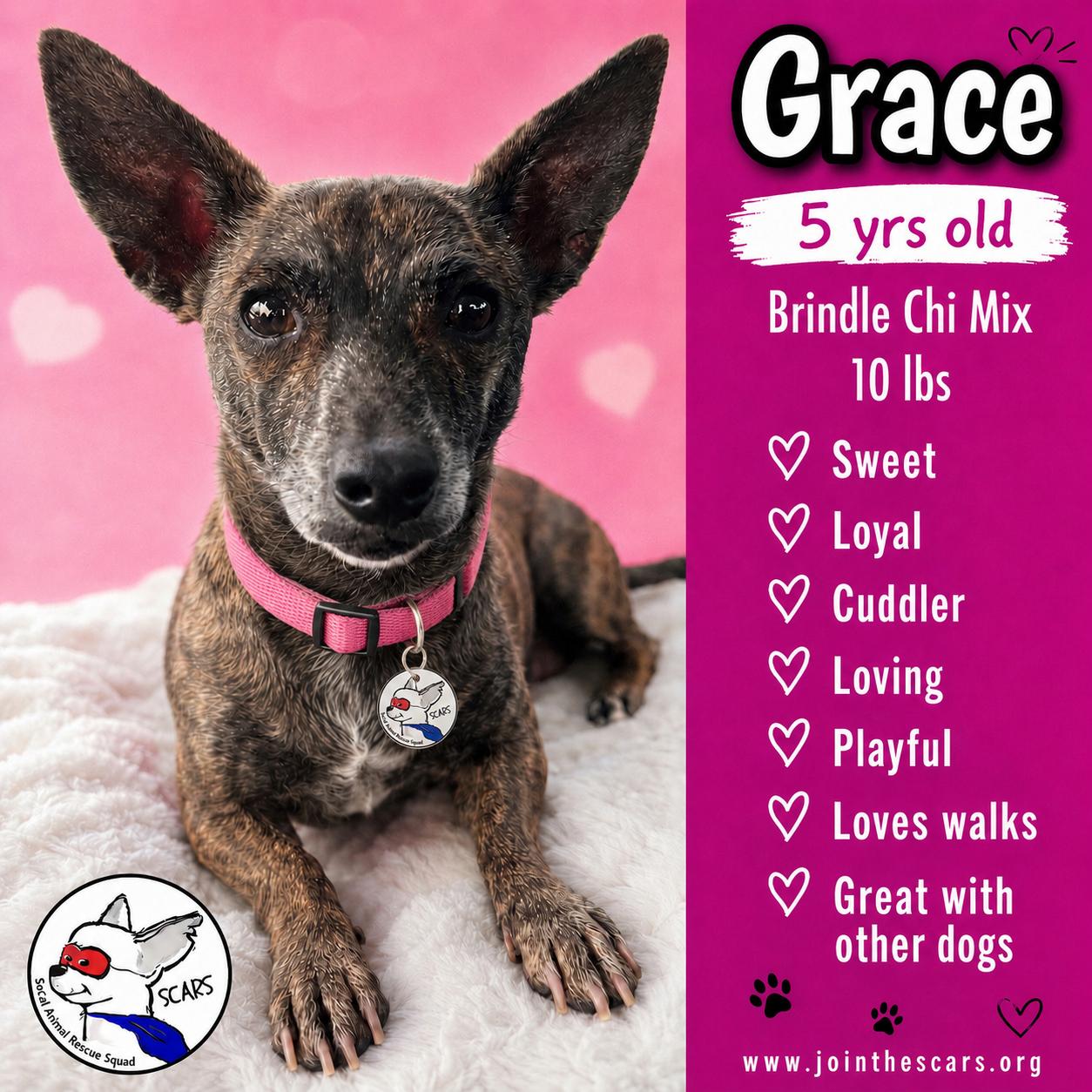 GRACE, Adoptable, Adult Female Chiweenie & Dachshund.