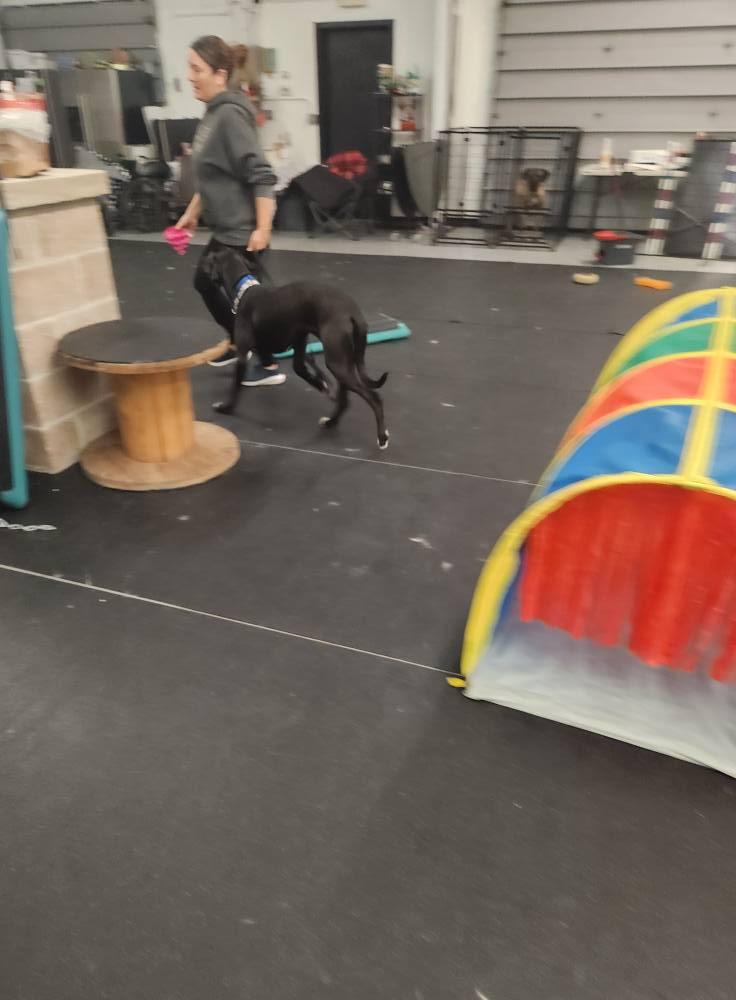 Enlarge Jolene, a Adopted mixed breed in Muskego, WI image 4/4