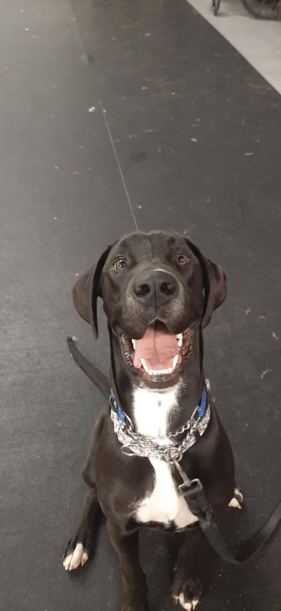 Jolene, Adopted, Young Female Great Dane & Mastiff.