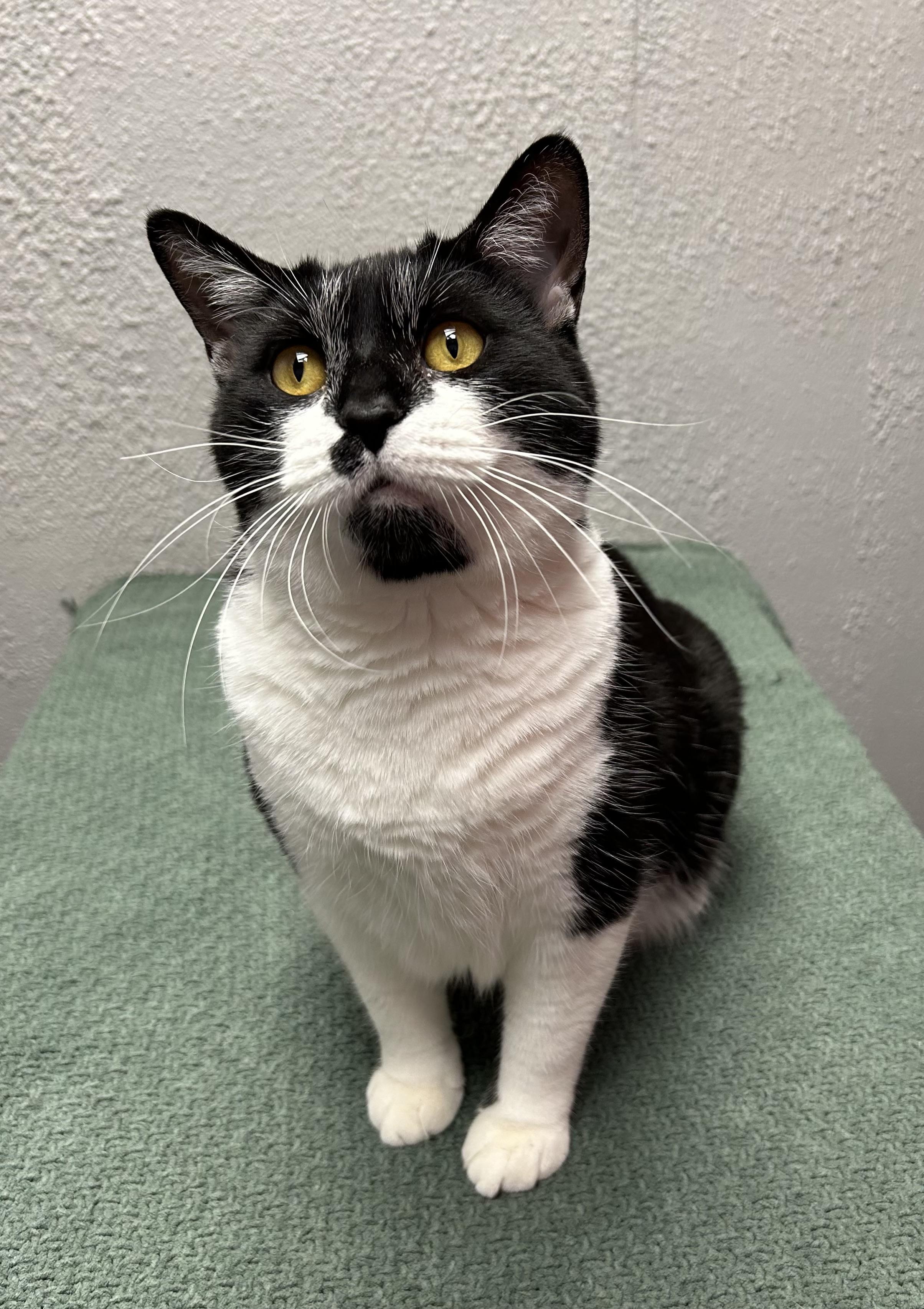 Enlarge Monroe, a ADOPTABLE Domestic Short Hair in Walker, MI image 4/4