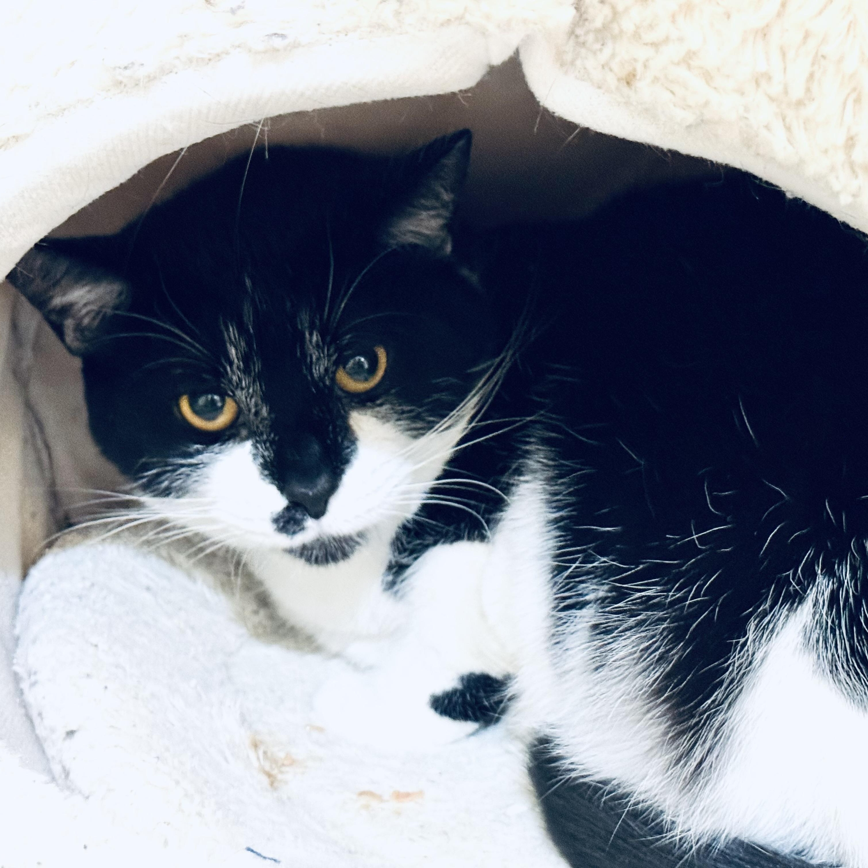 Monroe, a ADOPTABLE Domestic Short Hair in Walker, MI image 1/3