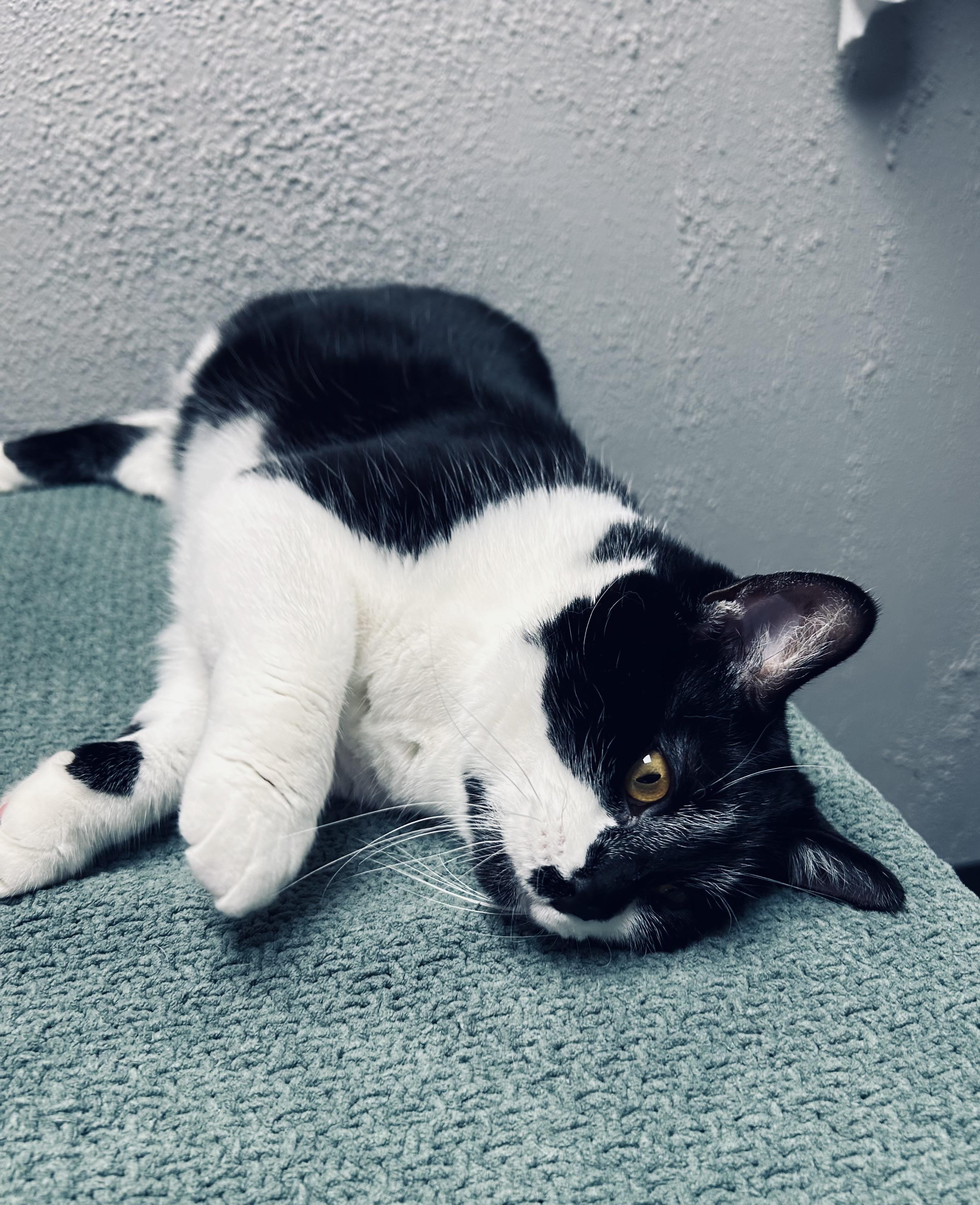 Enlarge Monroe, a ADOPTABLE Domestic Short Hair in Walker, MI image 3/4