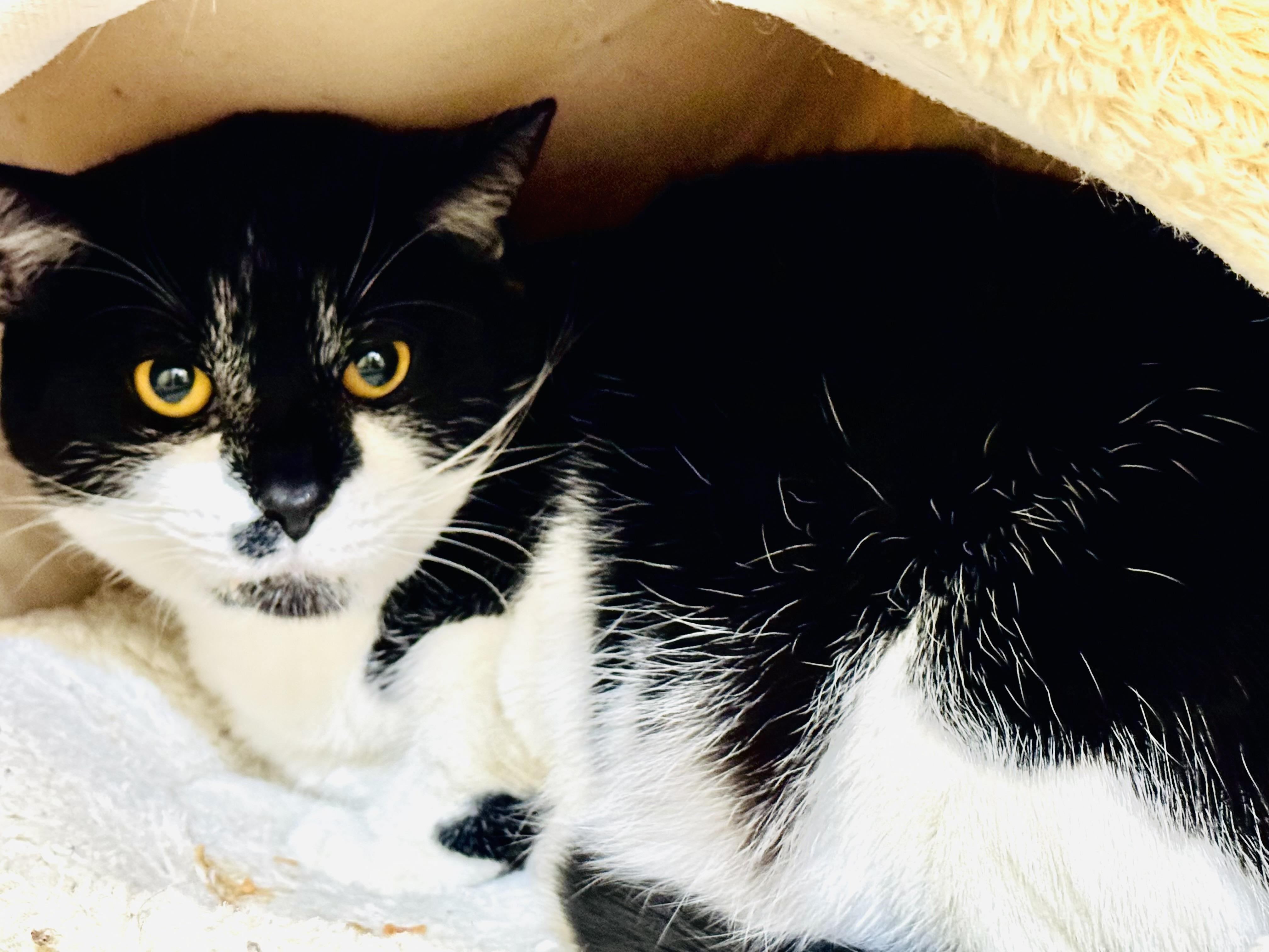 Monroe, a ADOPTABLE Domestic Short Hair in Walker, MI image 3/3