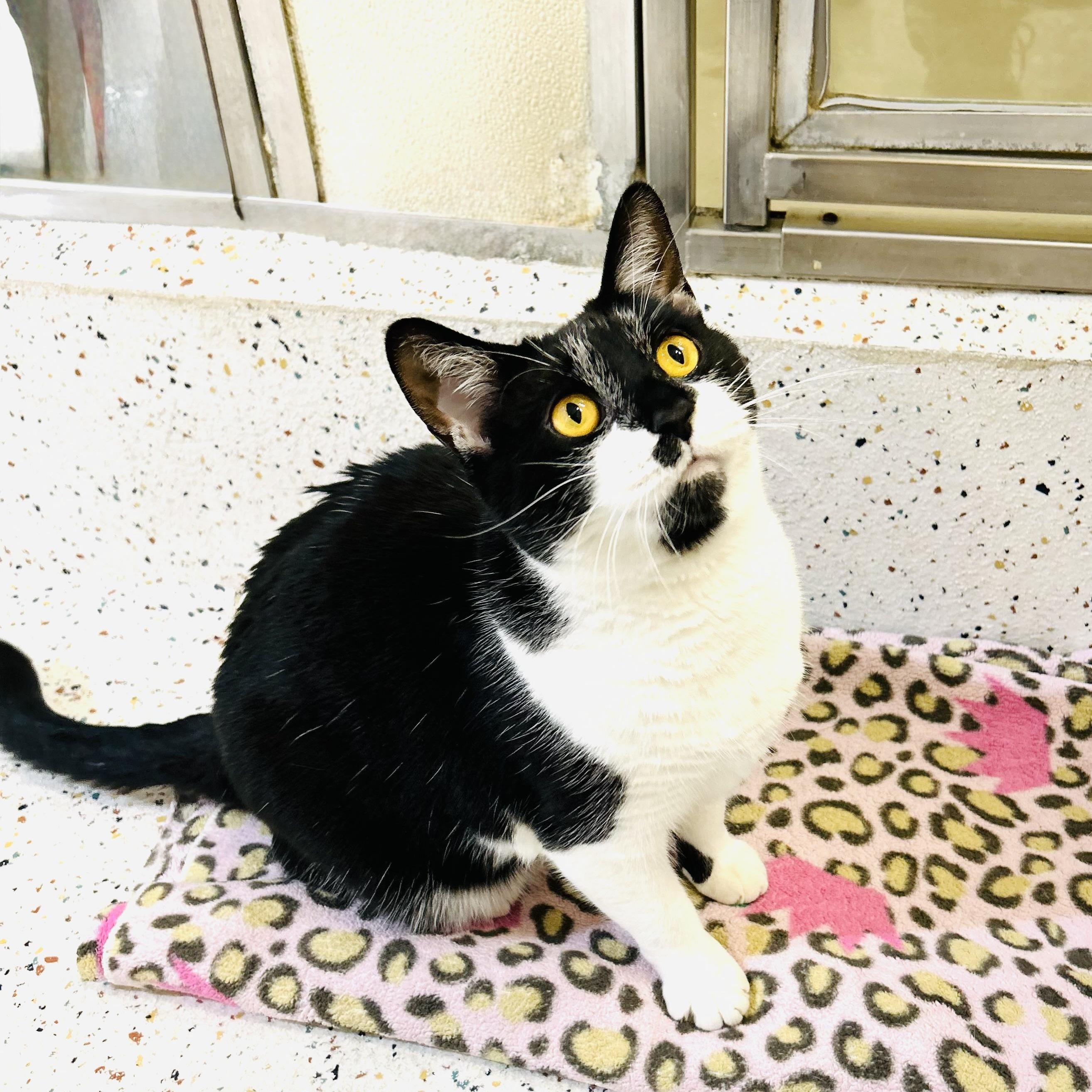 Monroe, ADOPTABLE, Adult Female Domestic Short Hair.