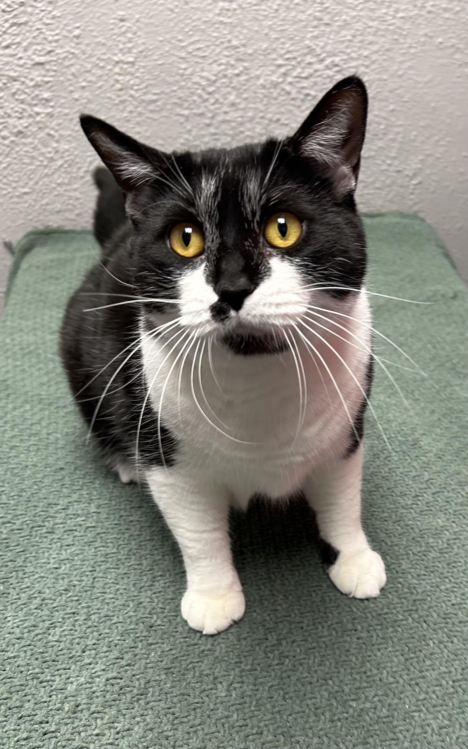 Enlarge Monroe, a ADOPTABLE Domestic Short Hair in Walker, MI image 1/4