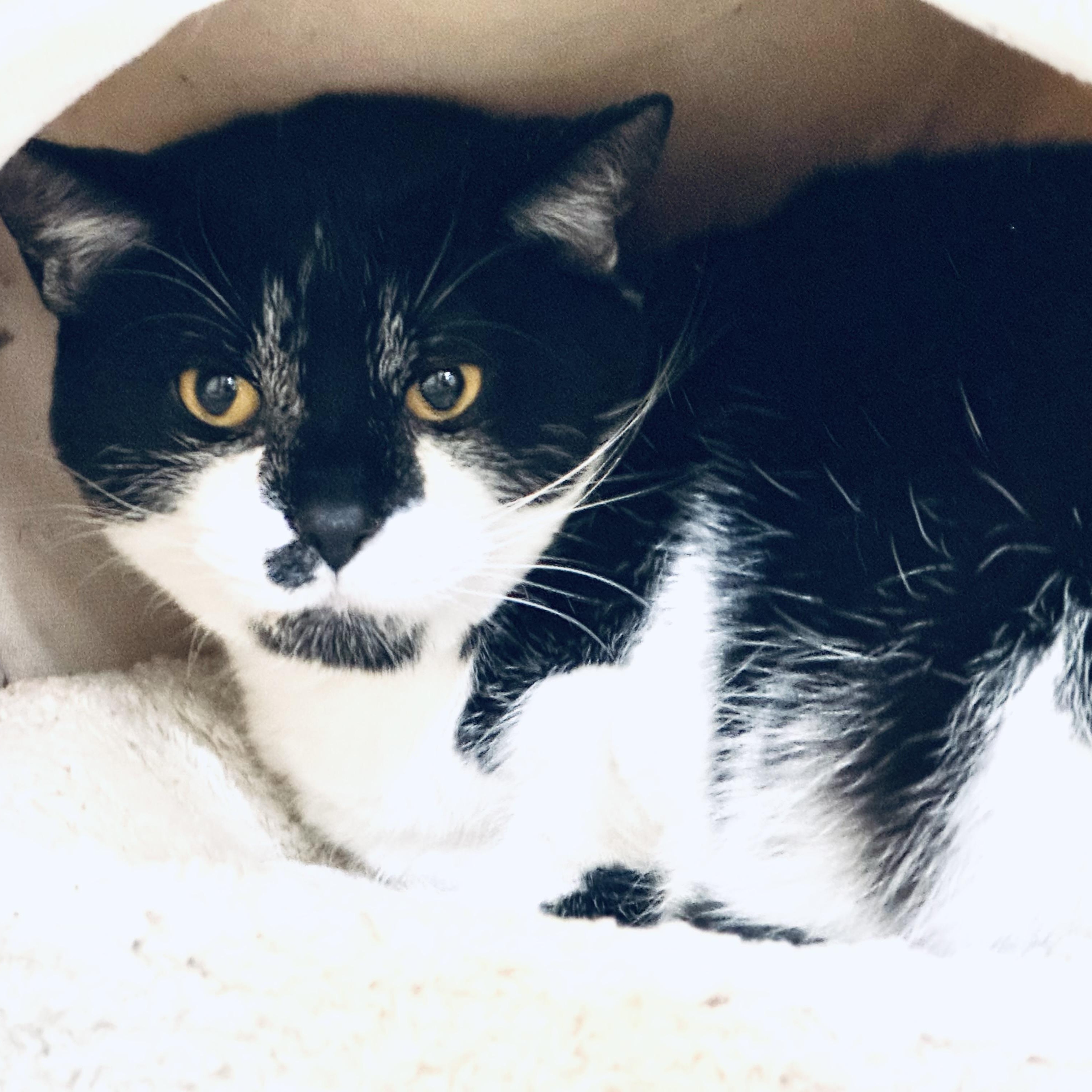 Monroe, a ADOPTABLE Domestic Short Hair in Walker, MI image 2/3