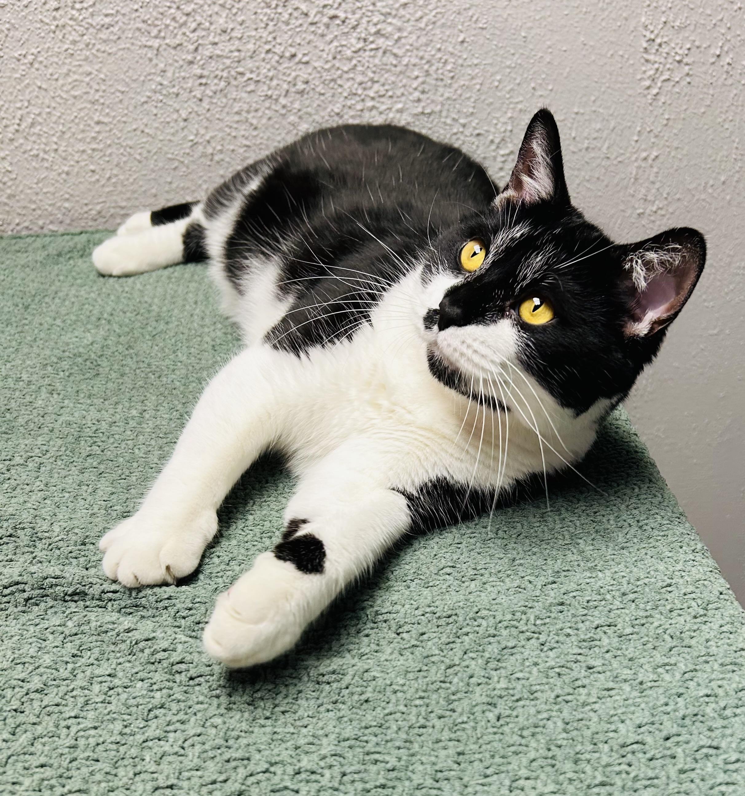 Enlarge Monroe, a ADOPTABLE Domestic Short Hair in Walker, MI image 2/4