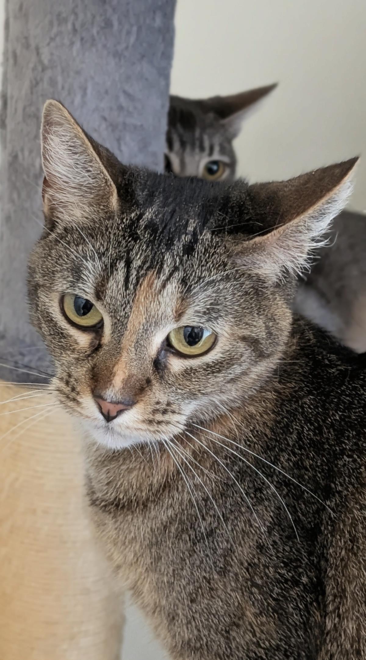 Enlarge Coco (Fka Lorax), a Adoptable Domestic Short Hair in La Jolla, CA image 1/2