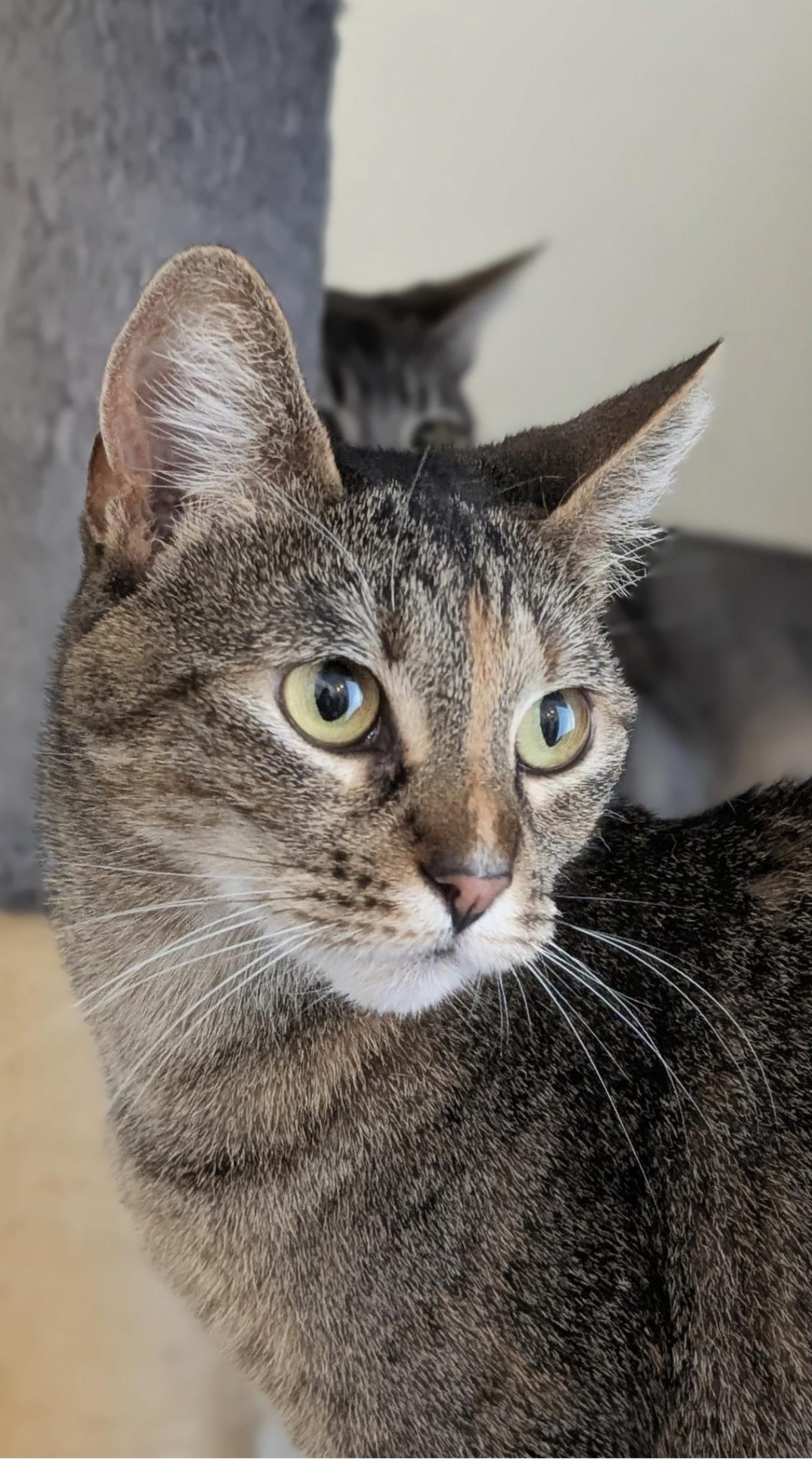 Enlarge Coco (Fka Lorax), a Adoptable Domestic Short Hair in La Jolla, CA image 2/2
