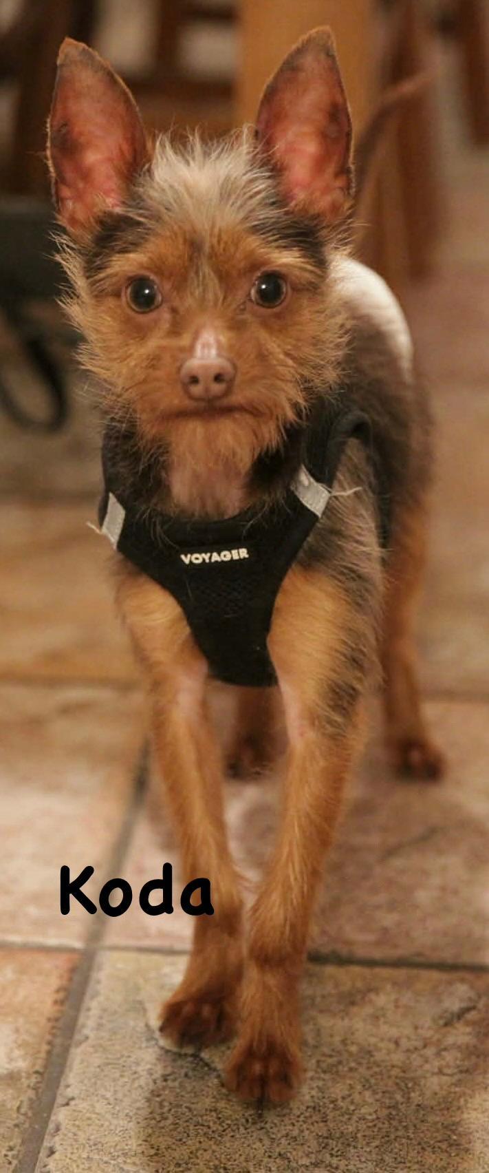 Koda, a ADOPTABLE mixed breed in Carrollton, TX image 2/3