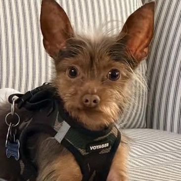 Koda, ADOPTABLE, Young Male Yorkshire Terrier & Chihuahua.