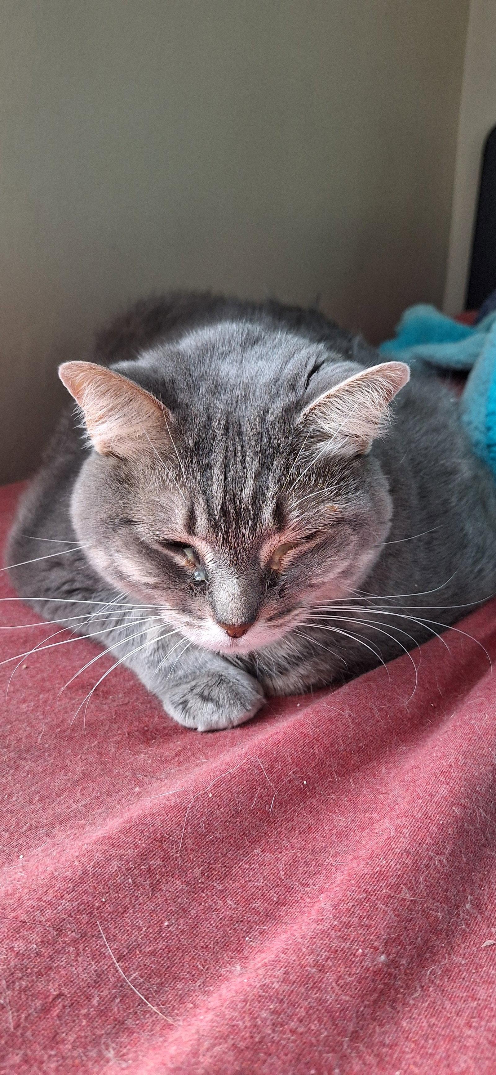 Luna, Adoptable, Young Female Domestic Short Hair.
