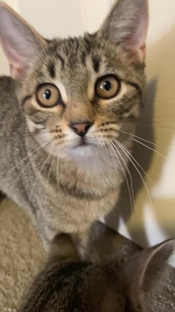 Luna, a Adoptable Domestic Short Hair in Northfield, OH image 2/3