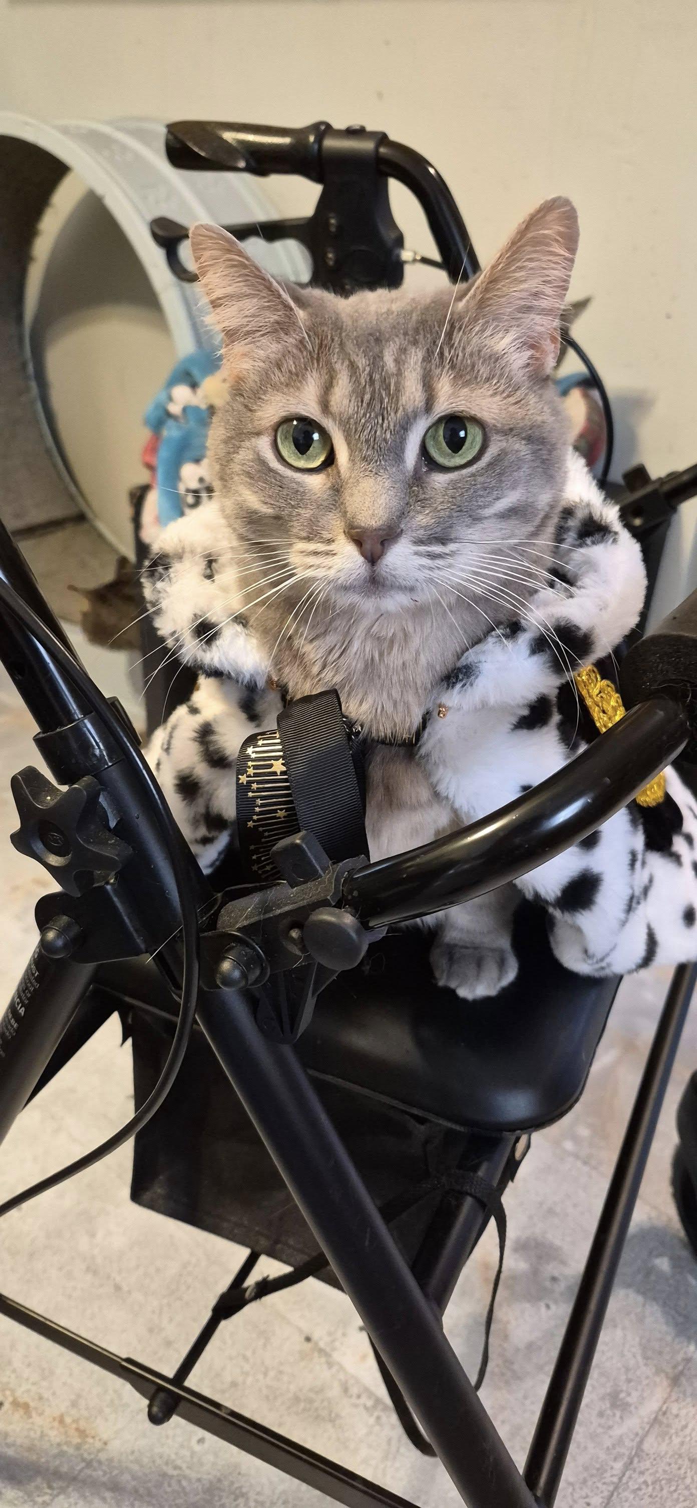 Luna, a Adoptable Domestic Short Hair in Northfield, OH image 3/3