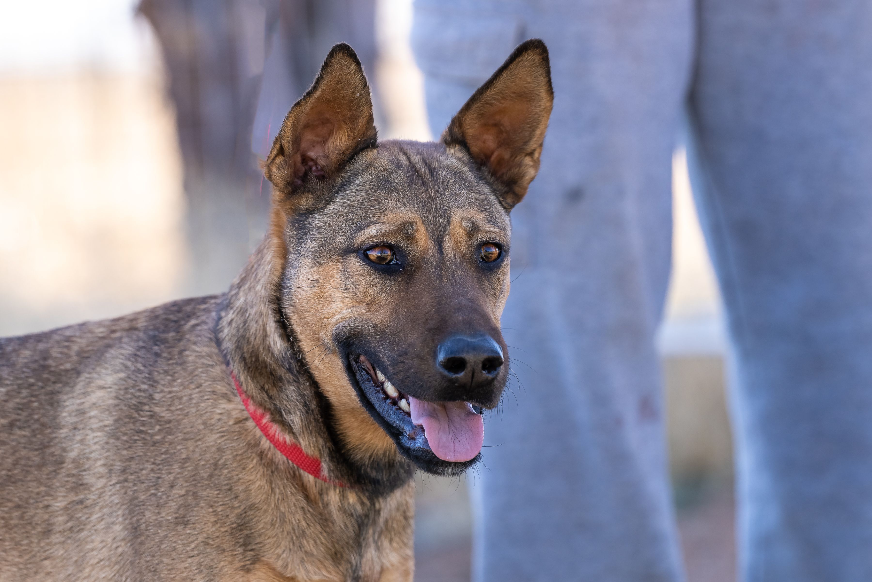 Precious, a Adoptable mixed breed in Scottsdale, AZ image 3/8