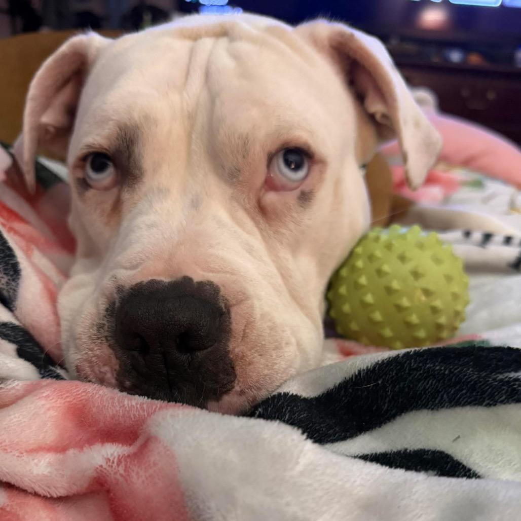 Hanna, Adoptable, Adult Female Pit Bull Terrier.