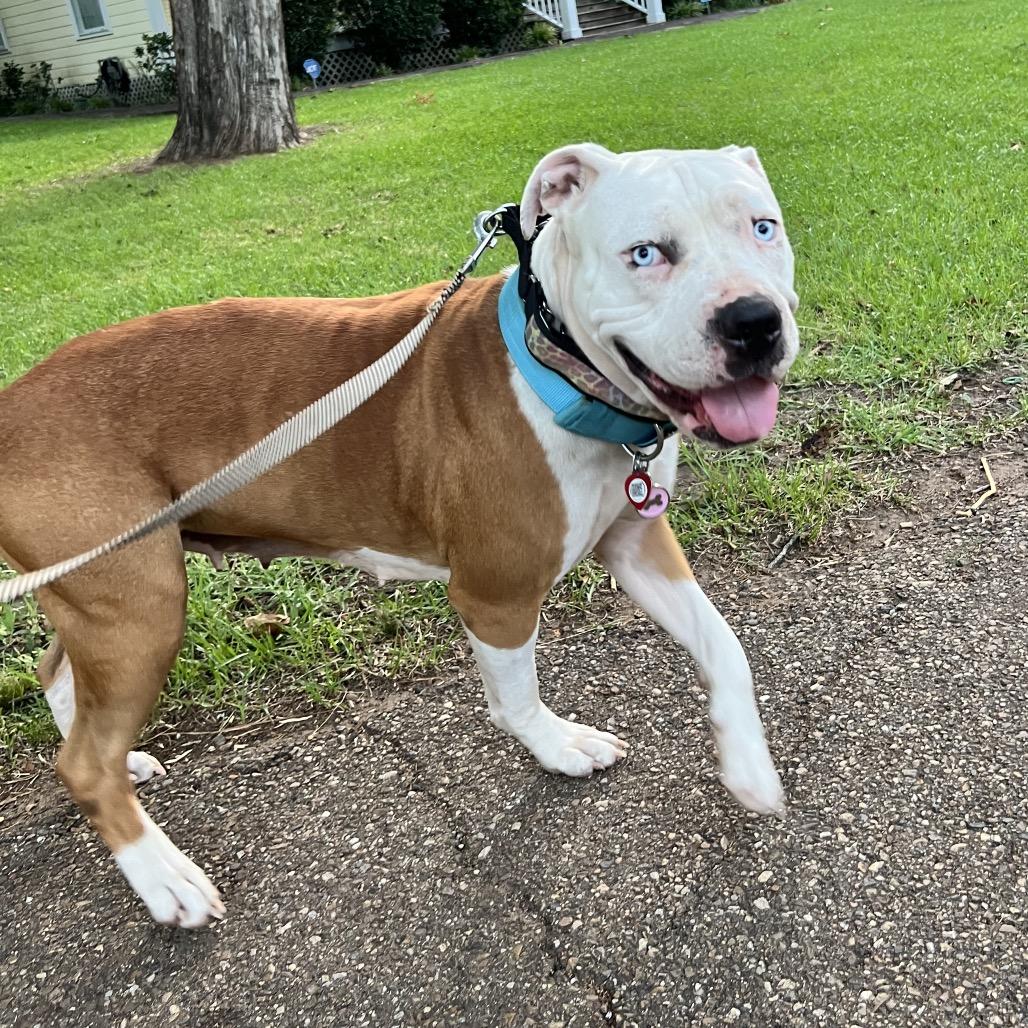 Enlarge Hanna, a Adoptable Pit Bull Terrier in Dallas, TX image 2/3